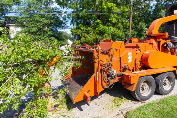 Tree Health Inspection in Perry, OK